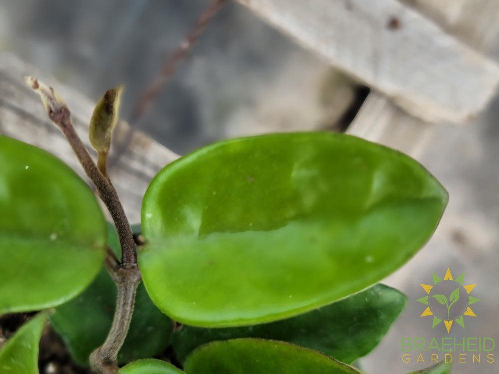 Hoya Krinkle