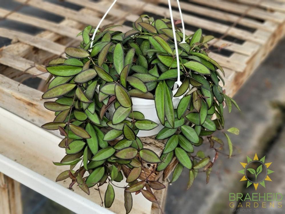 Hoya Rosita Hanging Basket