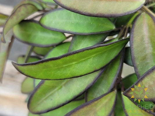Hoya Rosita Hanging Basket