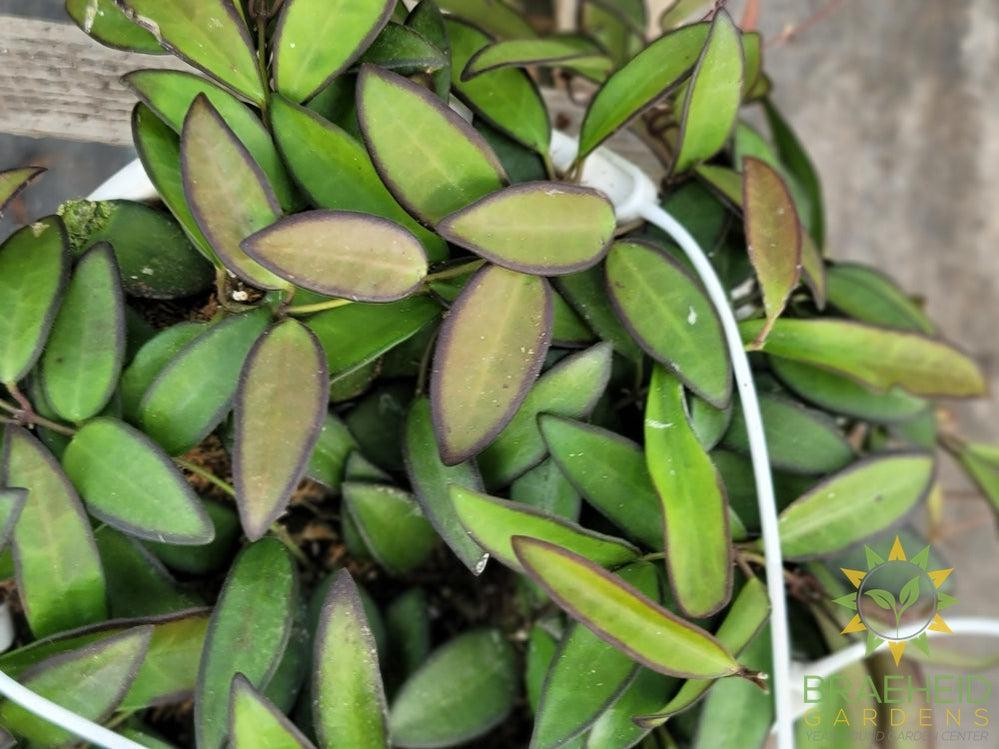Hoya Rosita Hanging Basket