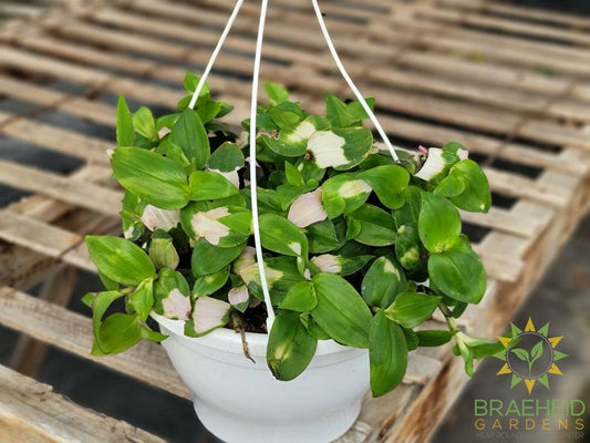 Blushing Bride Hanging Basket - Tradescantia Andersoniana