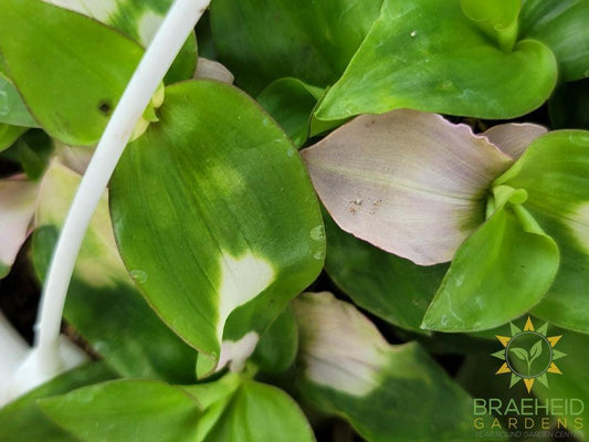 Blushing Bride Hanging Basket - Tradescantia Andersoniana