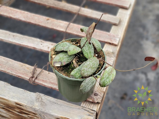 Hoya Sigitalis Silver