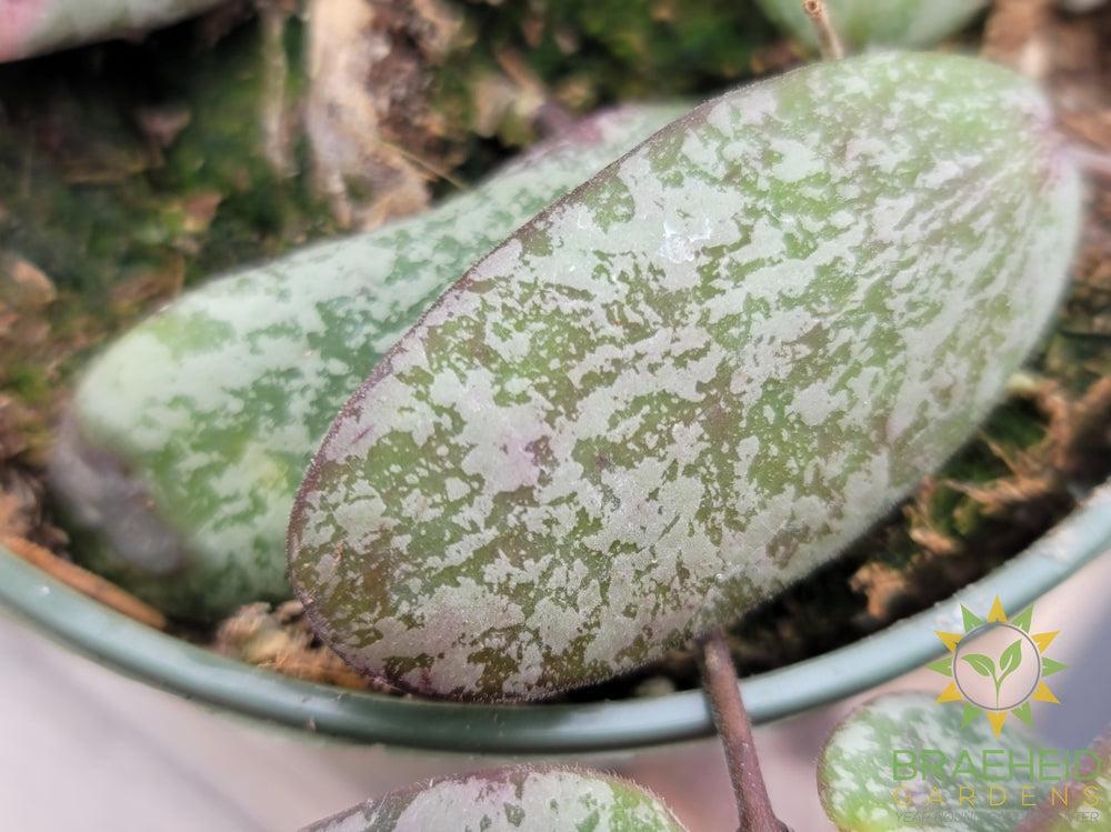 Hoya Sigitalis Silver
