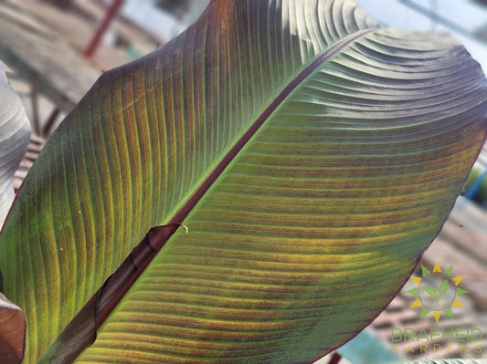 Red Abyssinian Banana Plant - SHIPPING NOT AVAILABLE