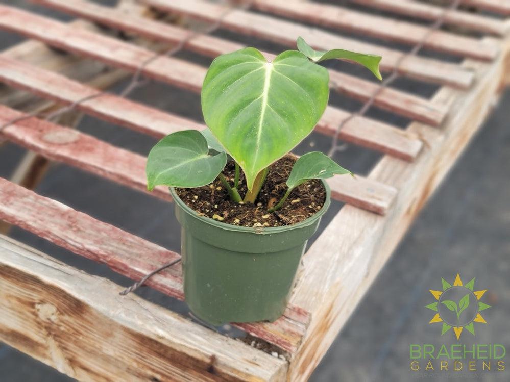 Philodendron Gloriosum