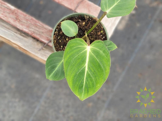 Philodendron Gloriosum