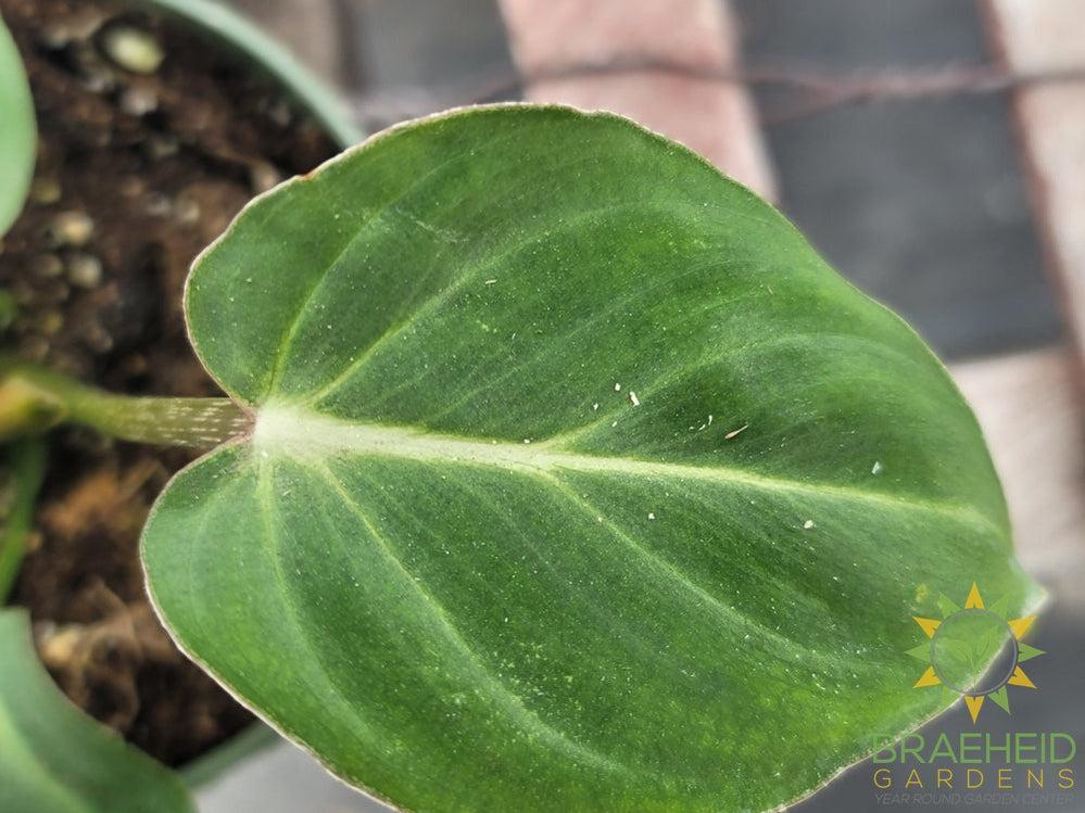 Philodendron Gloriosum