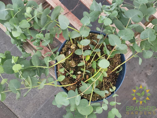 Eucalyptus Silver Drop