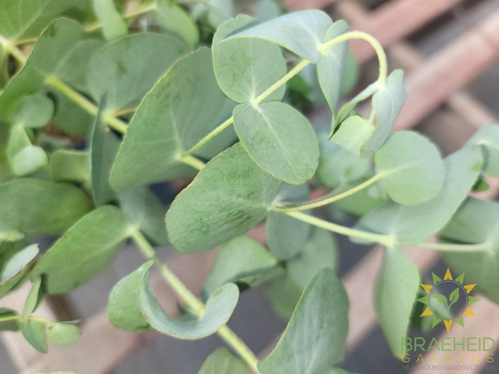 Eucalyptus Silver Drop