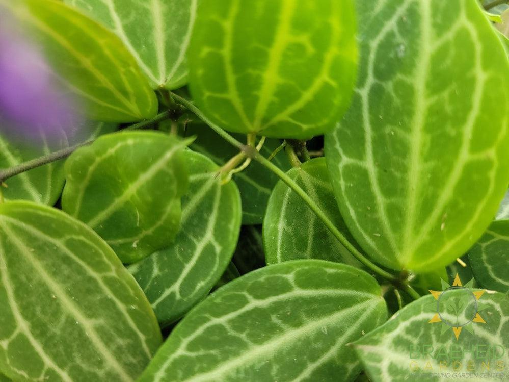 Watermelon Dischidia Hanging Basket
