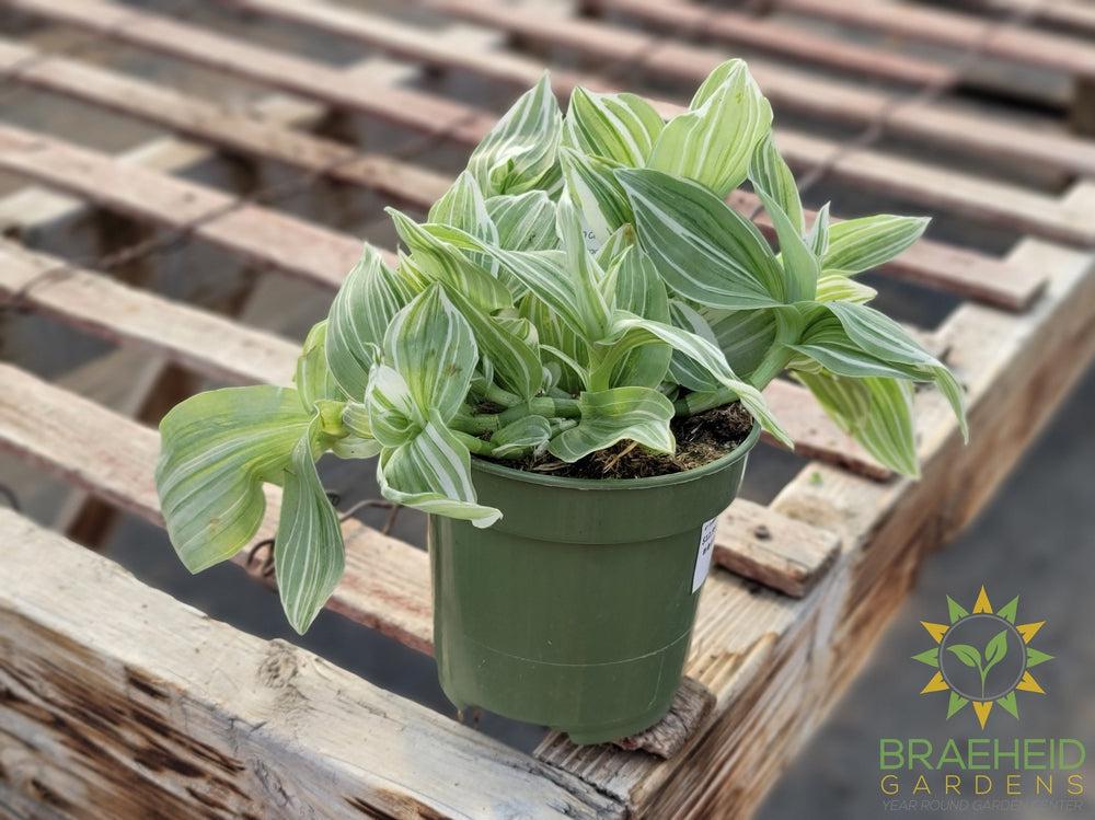 Tradescantia Albiflora Variegated