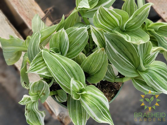 Tradescantia Albiflora Variegated