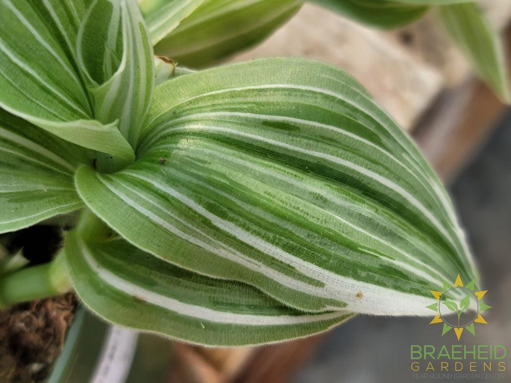 Tradescantia Albiflora Variegated