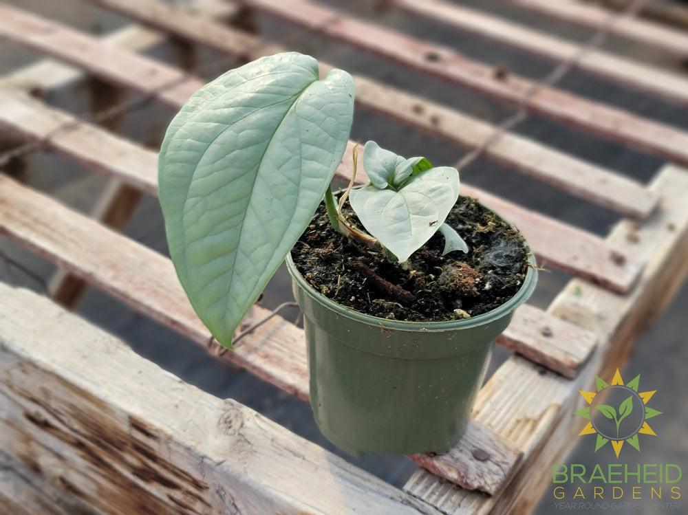 Monstera Spiderman Silver