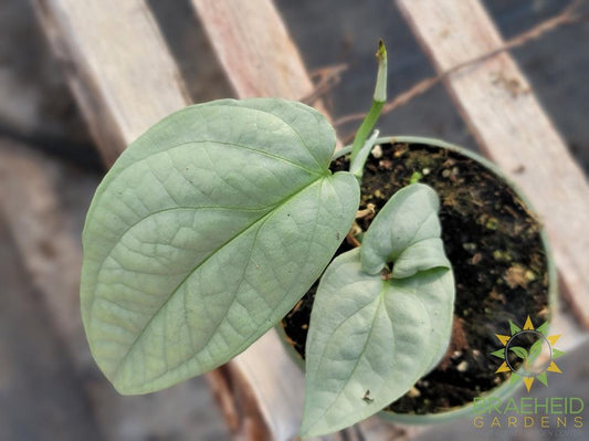 Monstera Spiderman Silver