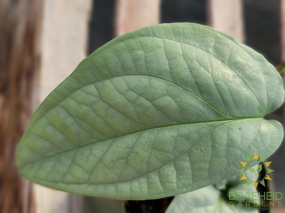 Monstera Spiderman Silver