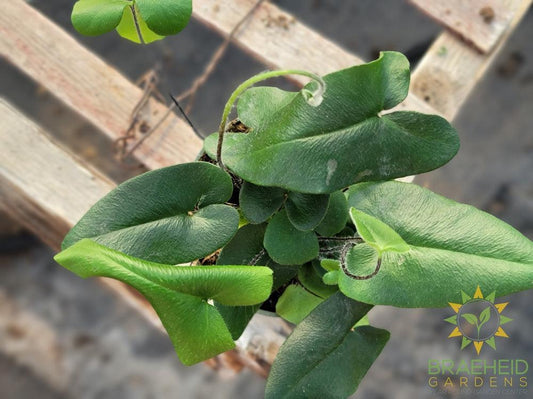 Heart leaf Fern