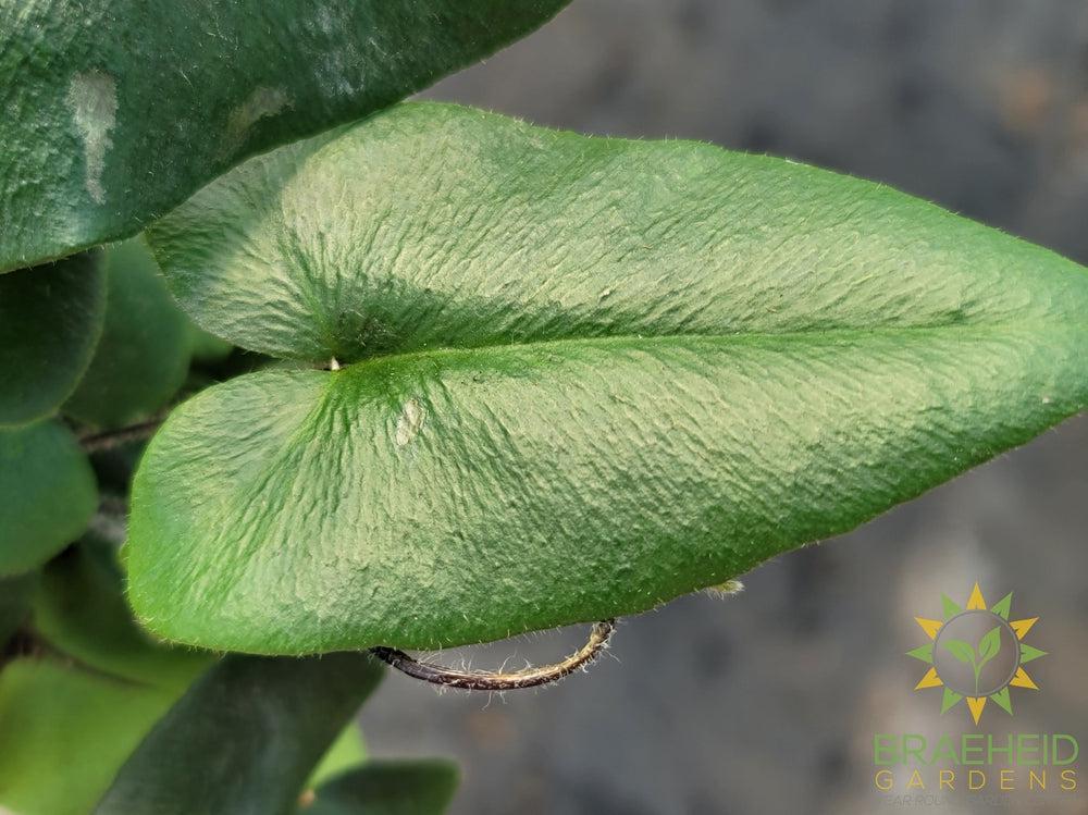 Heart leaf Fern