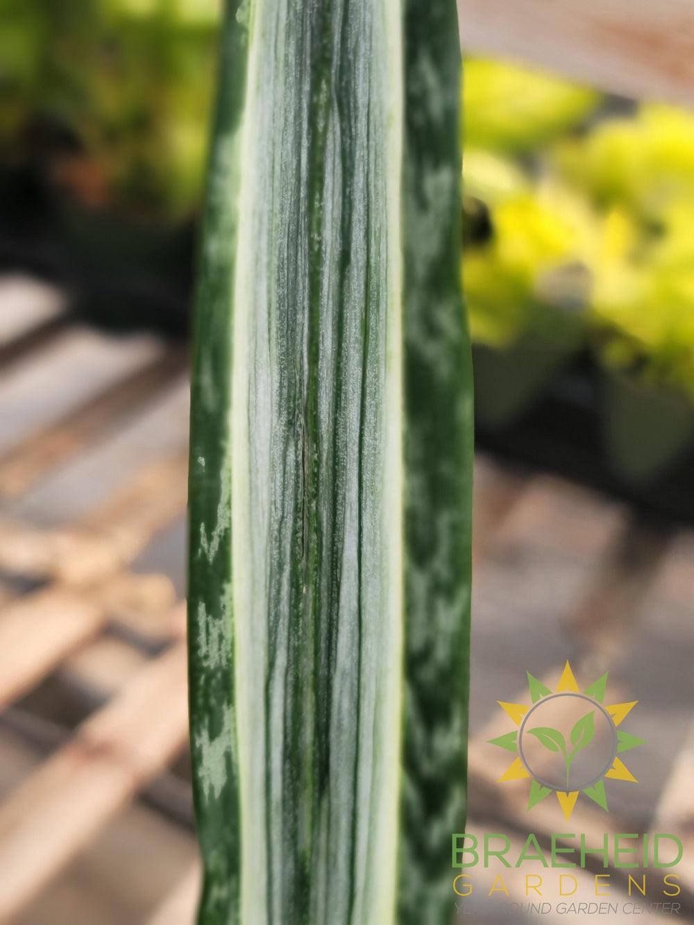 Snake Plant Bantel's Sensation