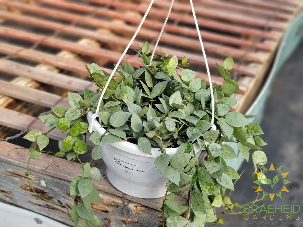Hoya Krohniana Silver Hanging Basket