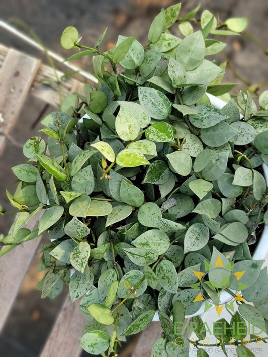 Hoya Krohniana Silver Hanging Basket