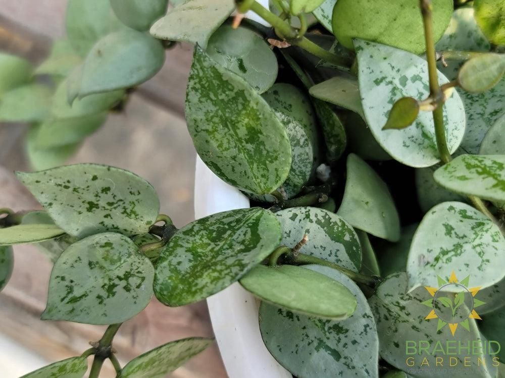 Hoya Krohniana Silver Hanging Basket