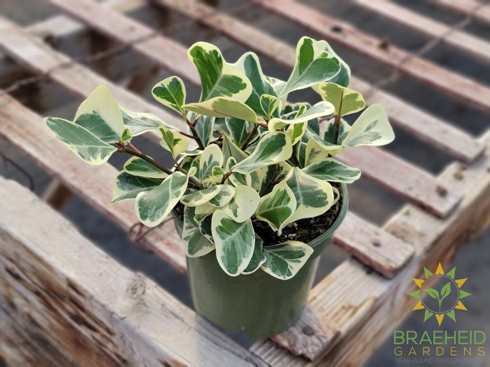 Ficus Triangularis Variegated