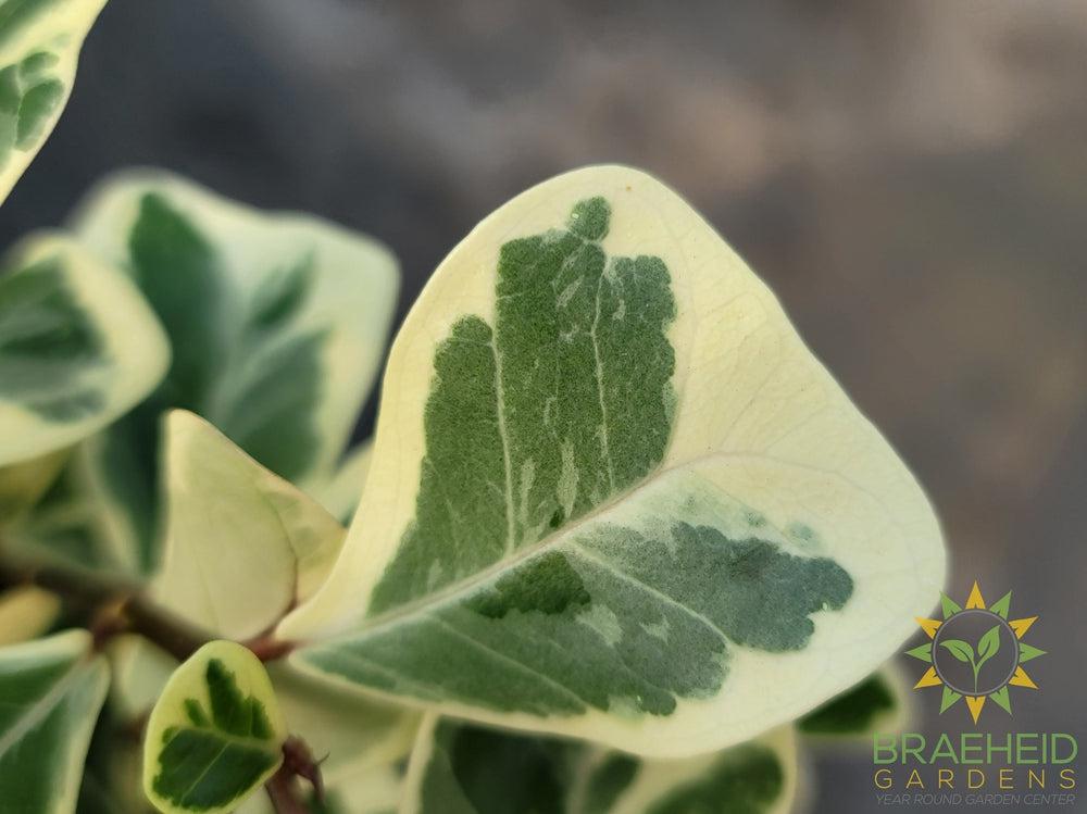 Ficus Triangularis Variegated