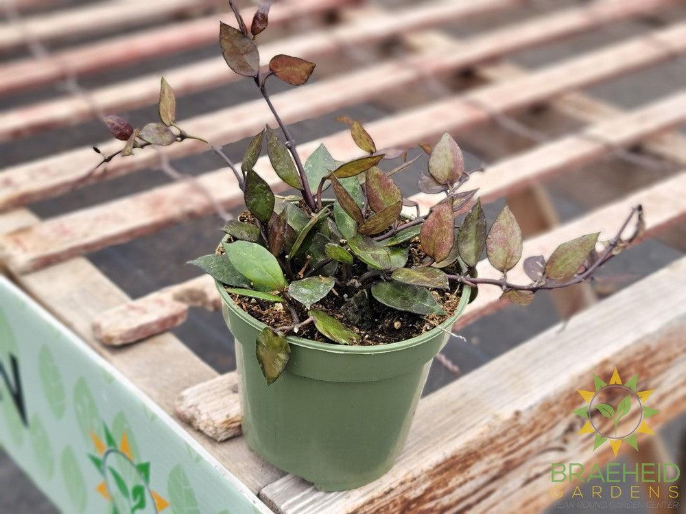 Hoya Krohniana Black