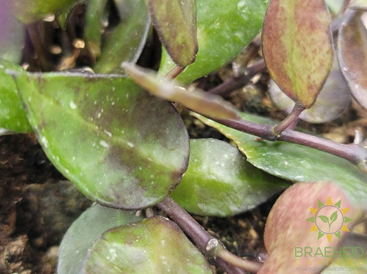 Hoya Krohniana Black