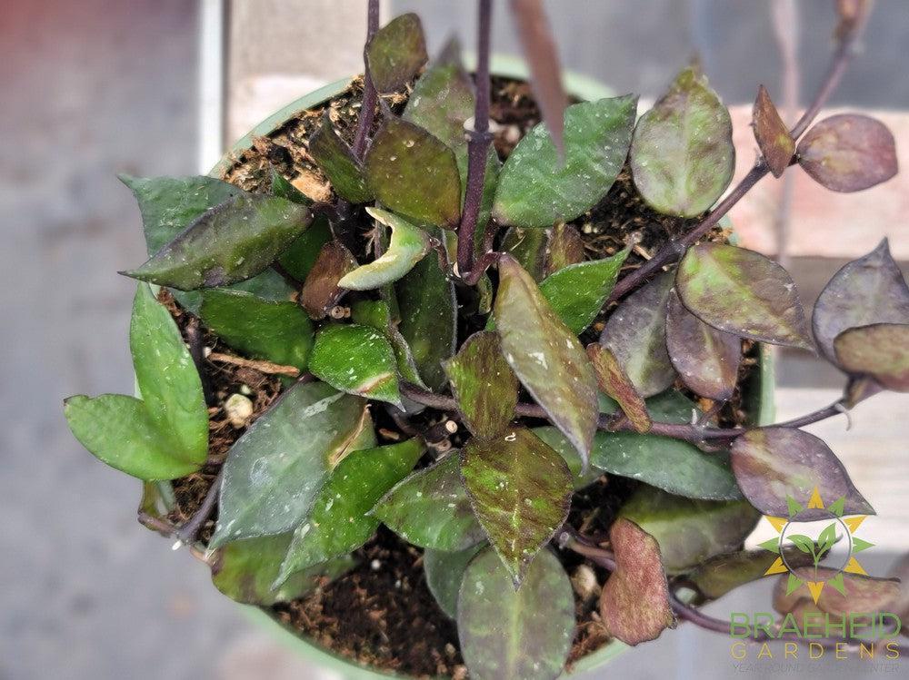 Hoya Krohniana Black