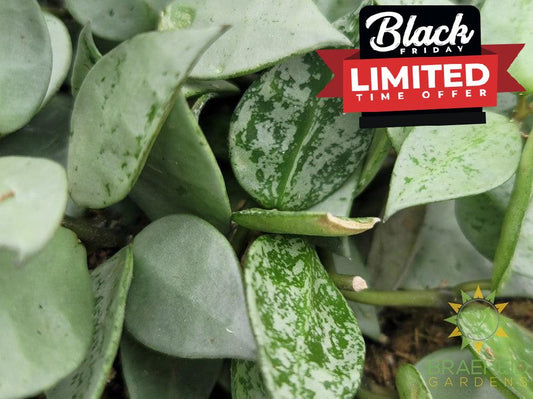 Hoya Krohniana Silver