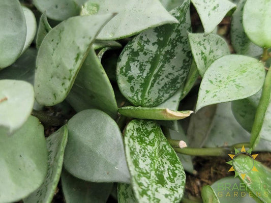 Hoya Krohniana Silver