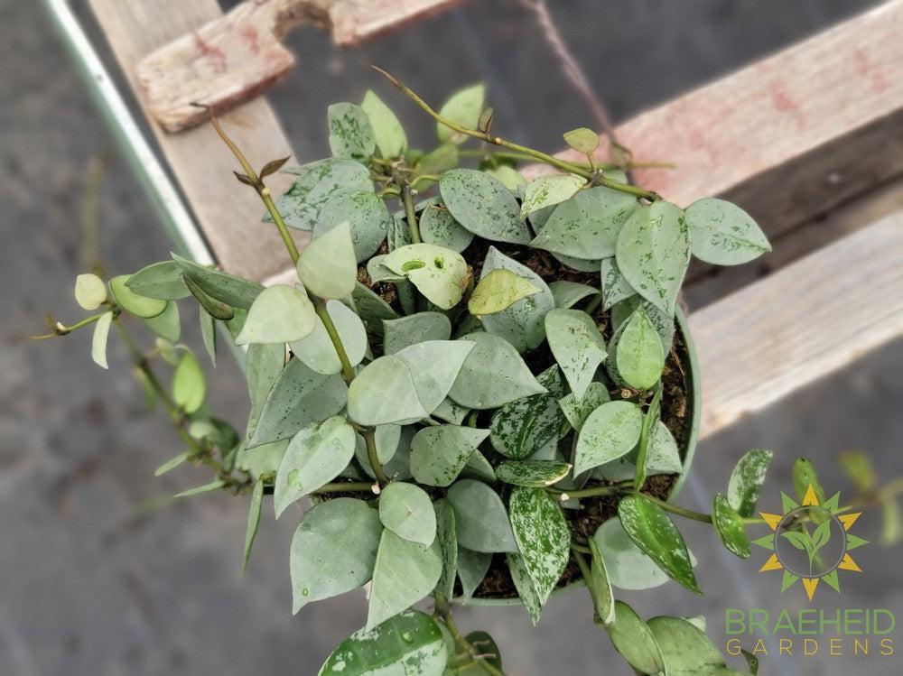 Hoya Krohniana Silver