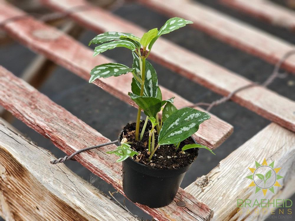 Pilea Aluminum