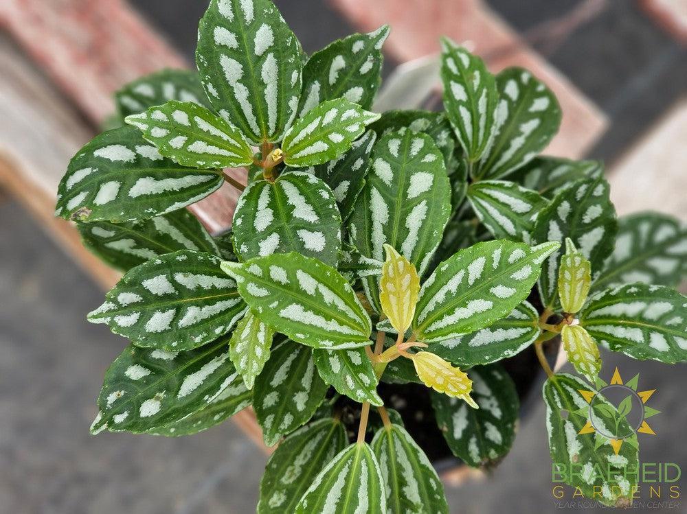 Pilea Aluminum