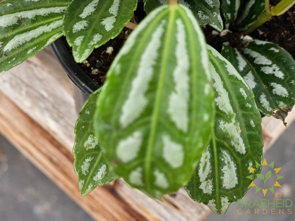 Pilea Aluminum