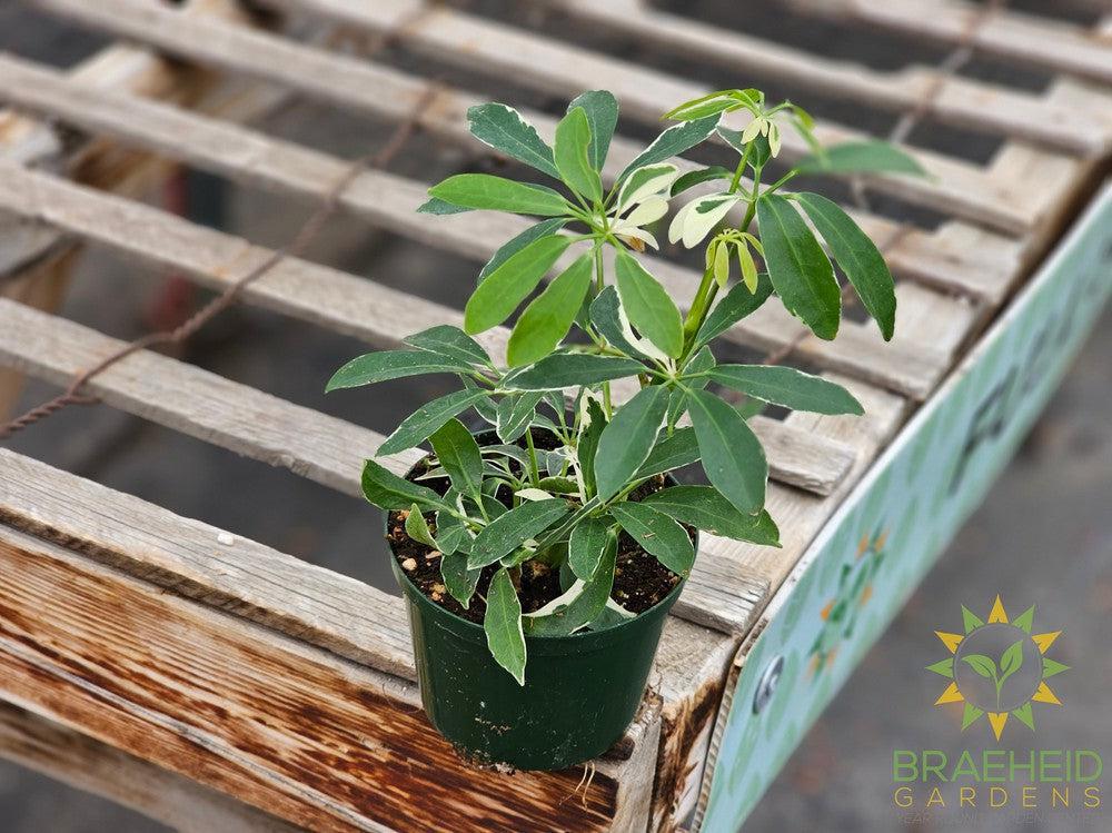 Schefflera Moondrop
