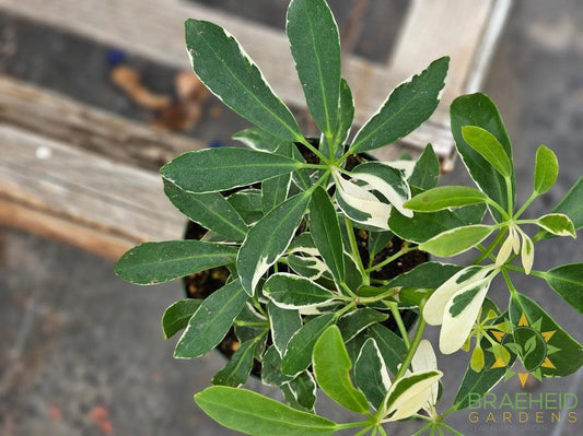 Schefflera Moondrop