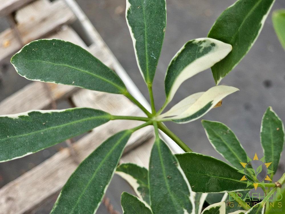 Schefflera Moondrop