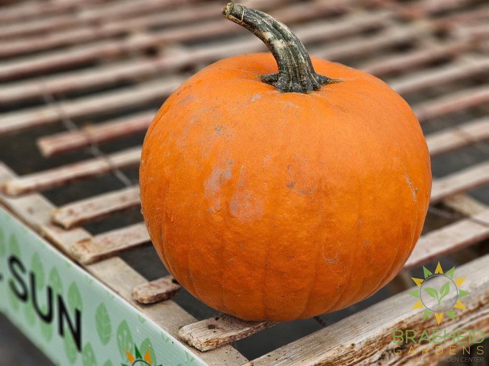 Orange Carving Pumpkin
