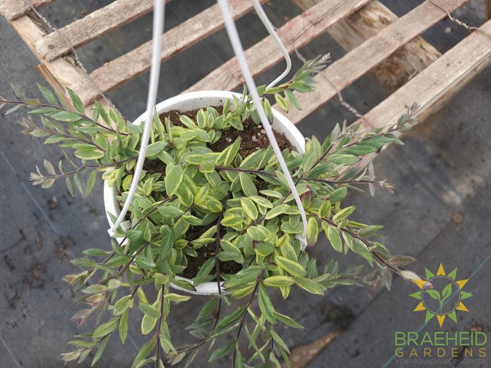 Bolero Bicolor Lipstick plant Hanging Basket