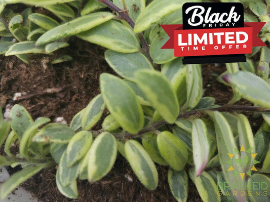 Bolero Bicolor Lipstick plant Hanging Basket