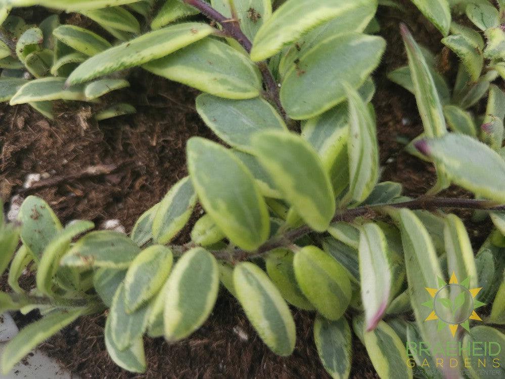 Bolero Bicolor Lipstick plant Hanging Basket