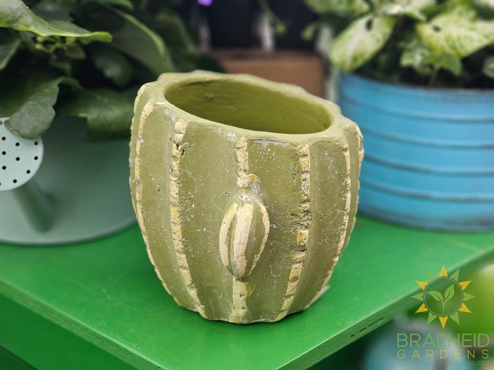 Cactus Cement Pot