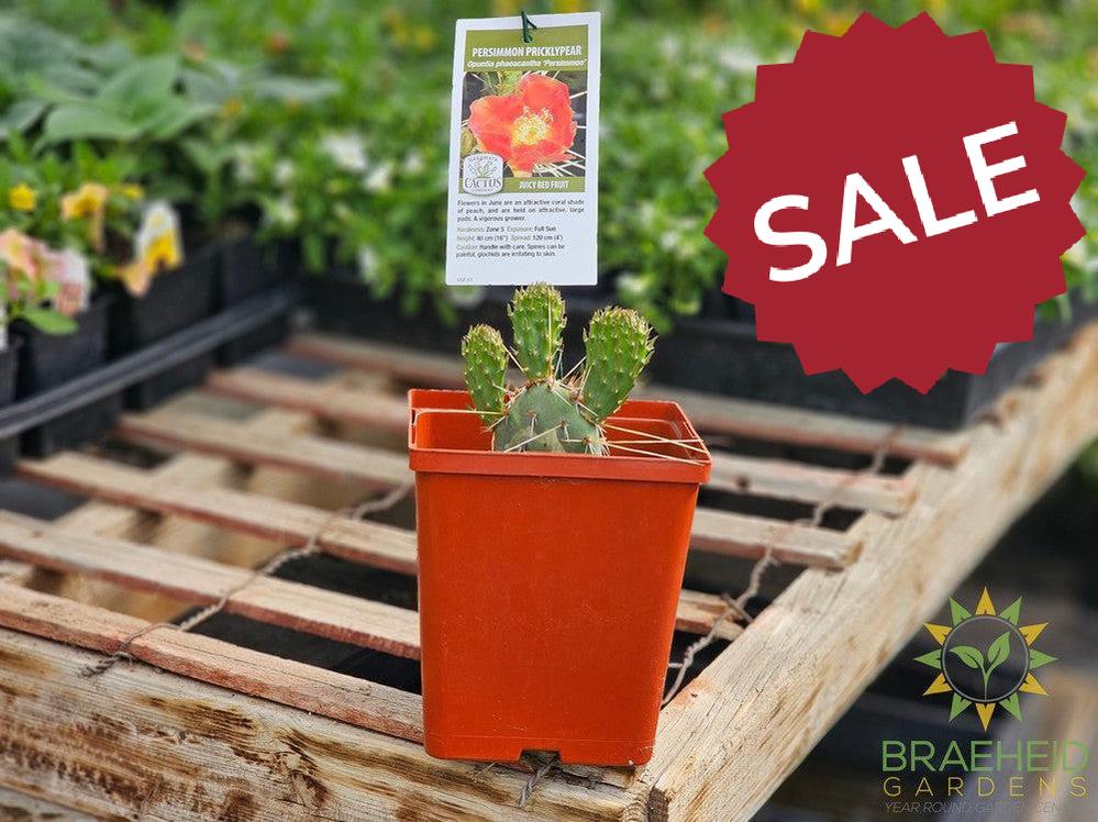Persimmon Prickly Pear- NO SHIP