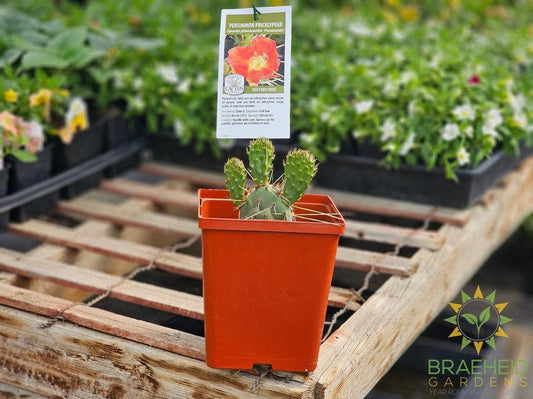 Persimmon Prickly Pear- NO SHIP