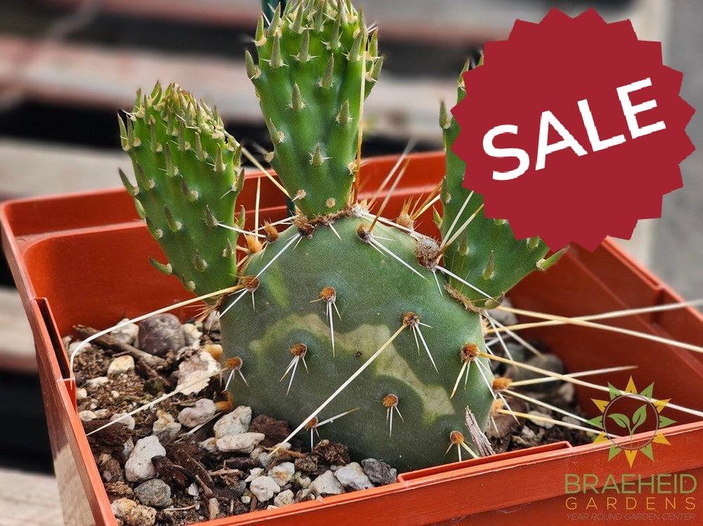 Persimmon Prickly Pear- NO SHIP
