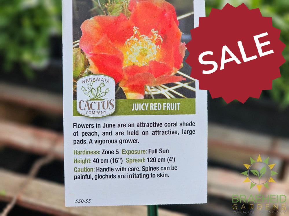 Persimmon Prickly Pear- NO SHIP